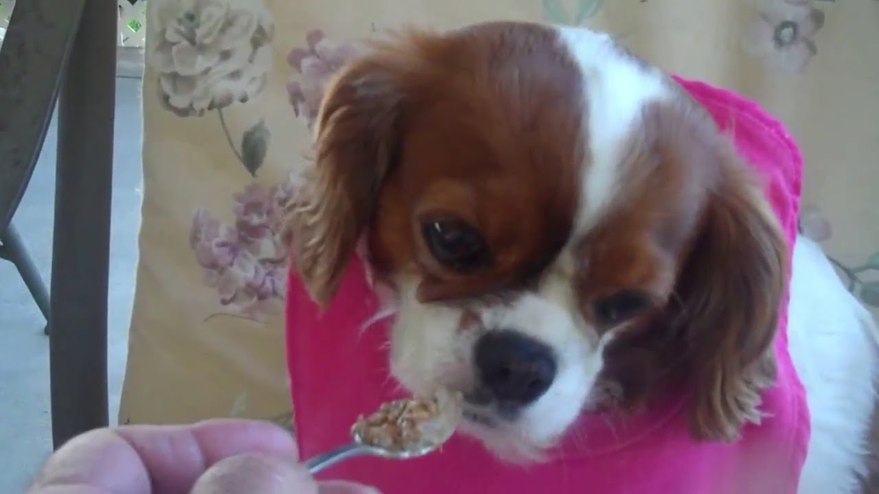 THE PAMPERED PUP