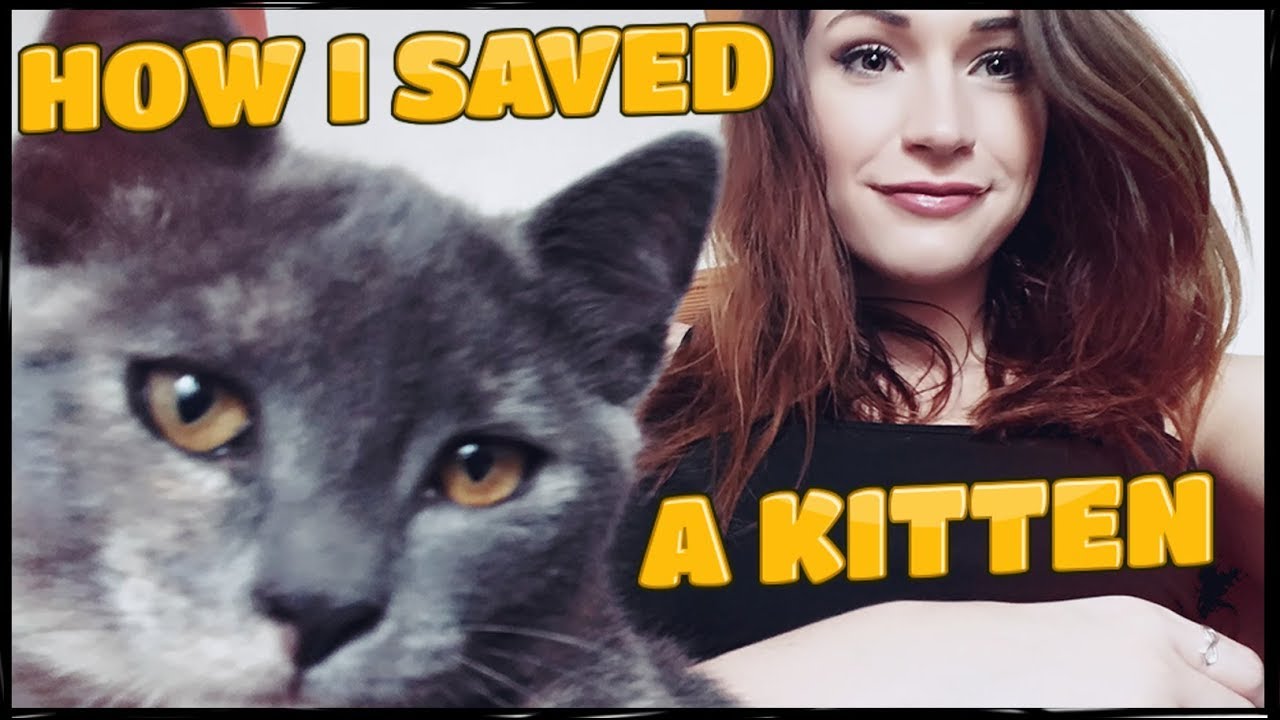 HOW I SAVED A KITTEN