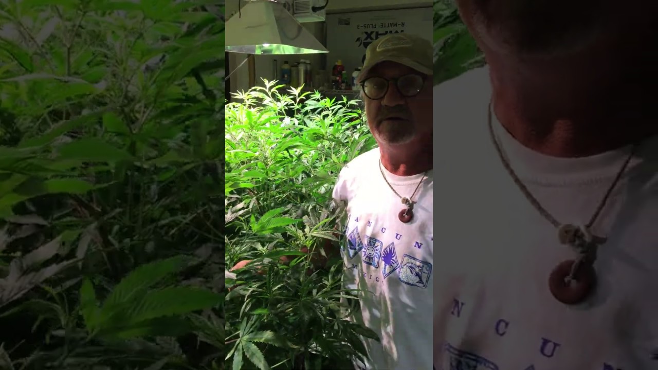 Reed with 3 week old Quick Kush