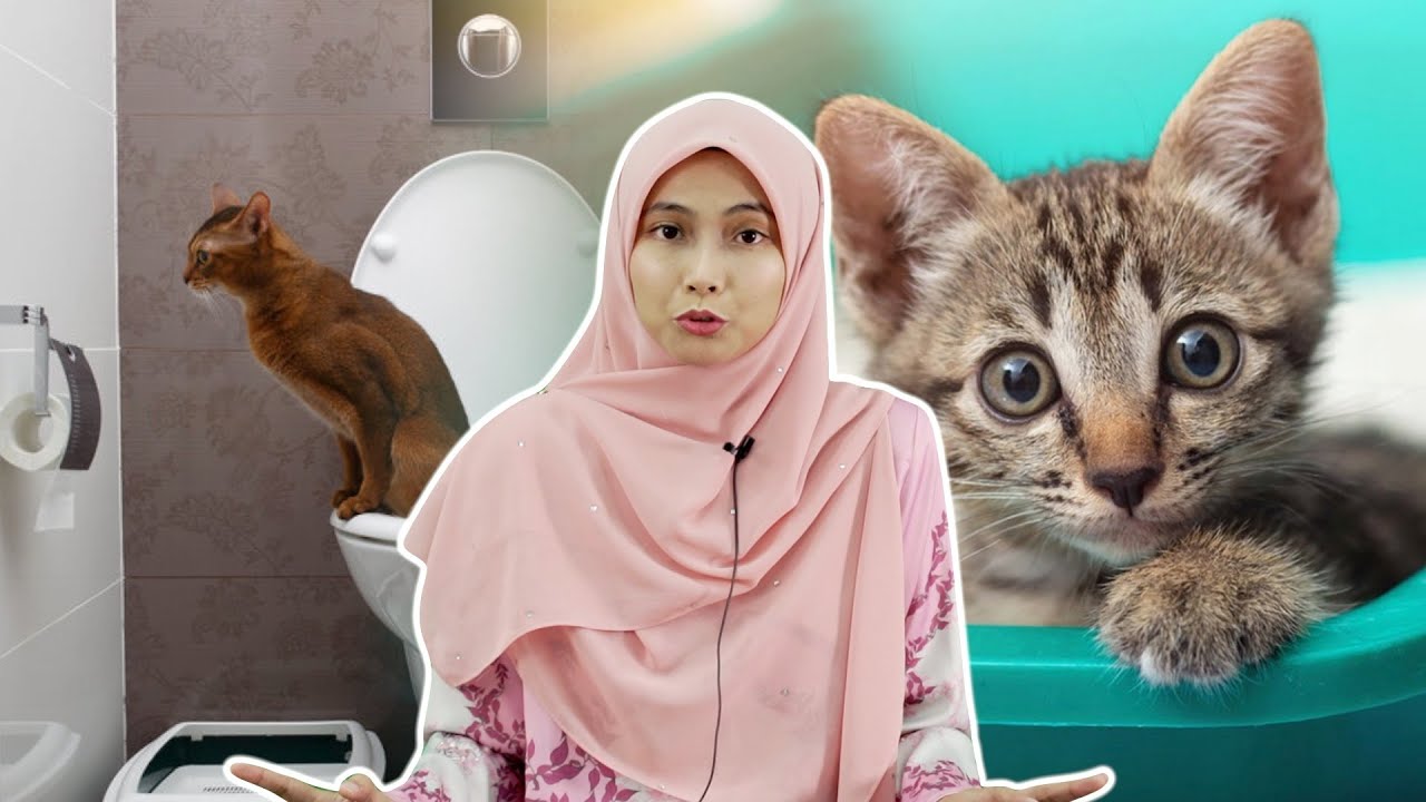 Cara Latih Kucing Berak di Tempat yang Betul