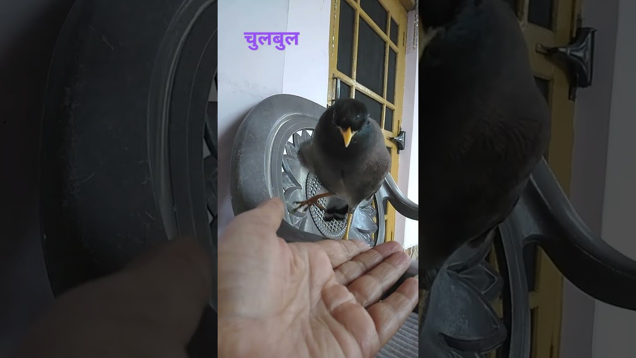 @animal lover # bird liver 