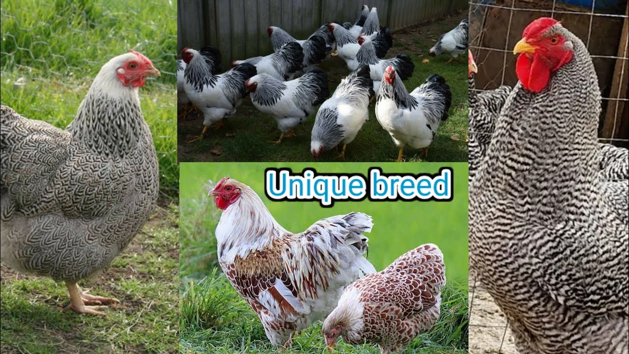 wyandotte chicken | wyandotte chicken colors | wyandotte bantams 💥💥💥