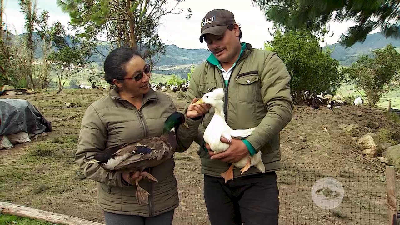 Aprenda a diferenciar los patos de las patas - La Finca de Hoy
