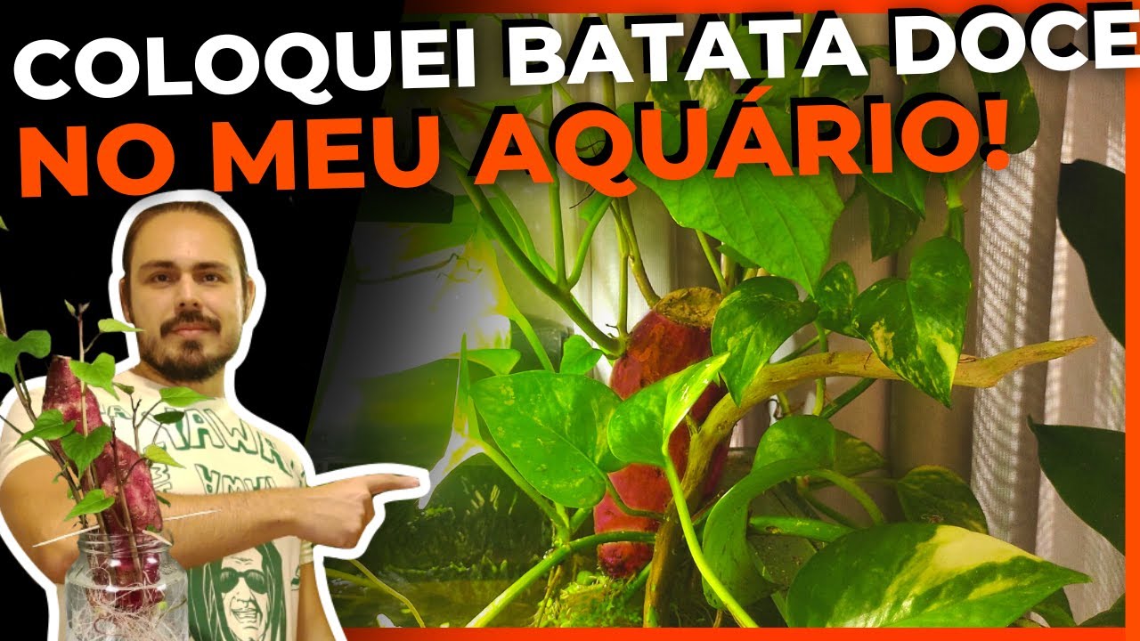 🔴COMO COLOCAR BATATA DOCE NO AQUÁRIO |Mr. Betta|