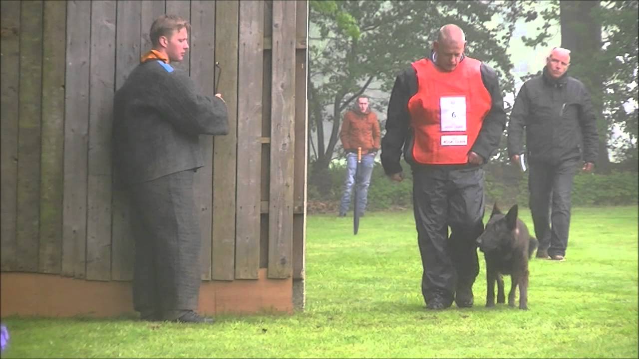 KNPV  Voorjaarskeuring Afd. Drenthe  Alex Nota  met  “Trouble” een xDH/HH  (PH2)