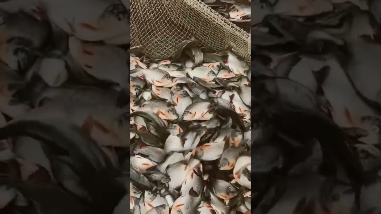 ଆ ଧନମଣି 🤣 ପାଖକୁ ଟିକେ ଆସେନି 🐠🐠