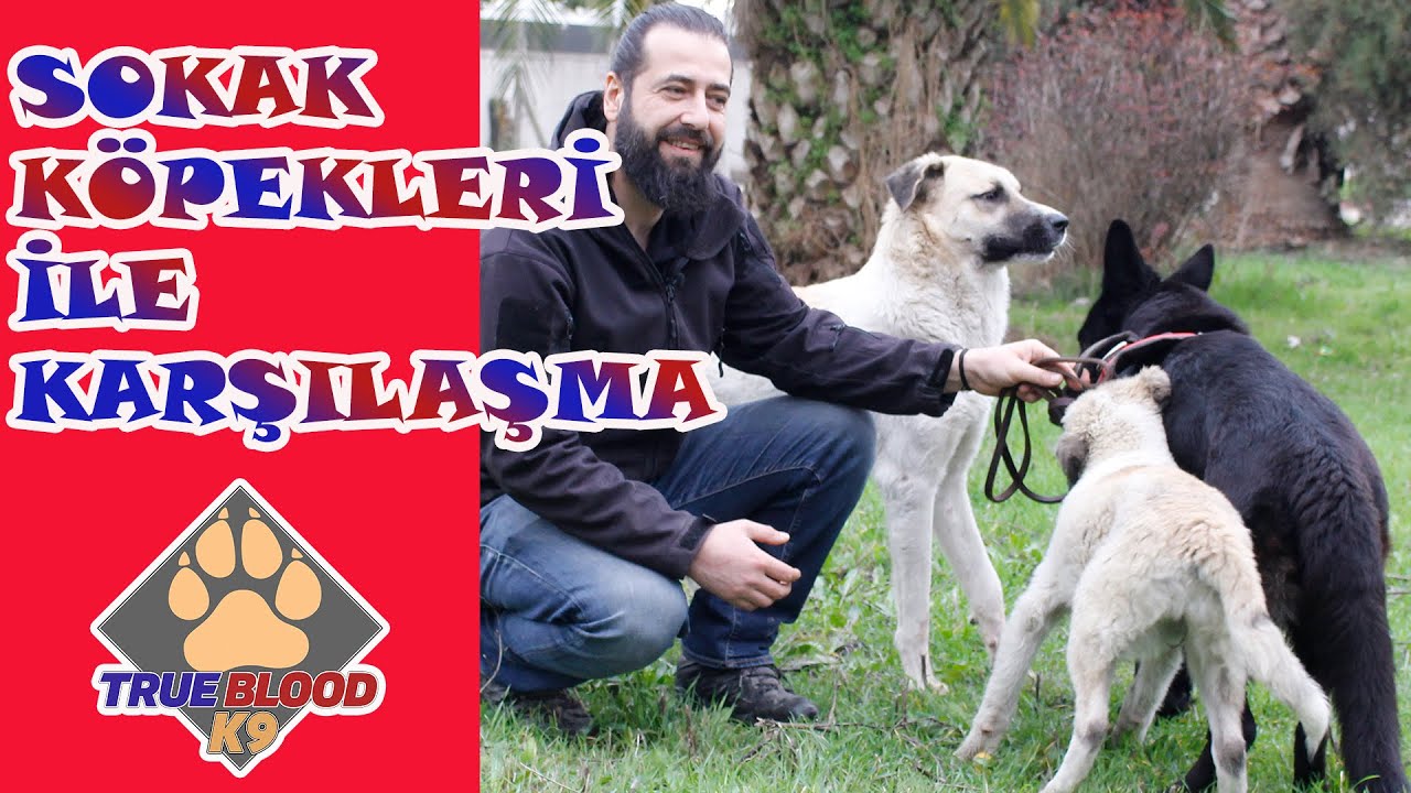 SOKAK KÖPEKLERİ TEHLİKELİ Mİ? SOKAK KÖPEKLERİ İLE KARŞILAŞMA