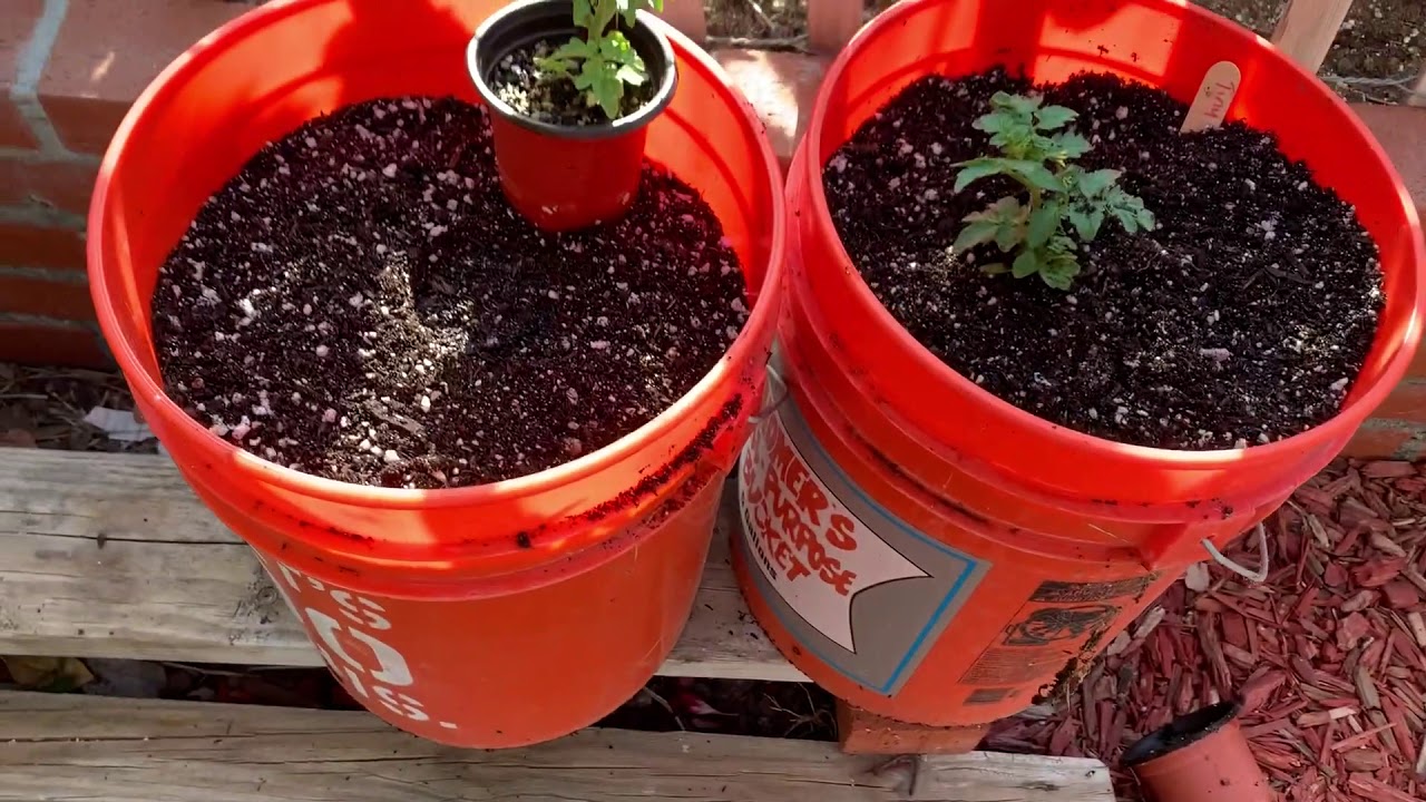 Tiny Tim Tomato