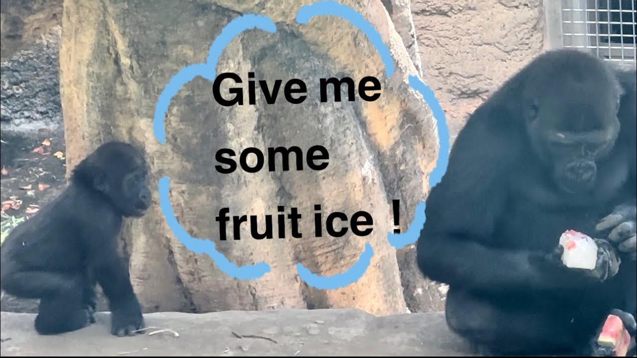 Haoko is the savior of Sumomo^ ^スモモはわりと要領良い子ゴリラ⁉︎😁