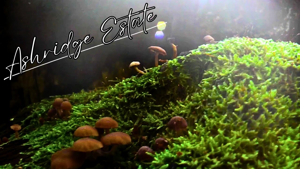 Experience Ashridge Estate: A Woodland Walk