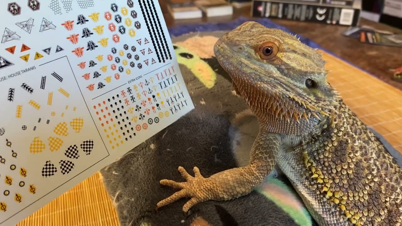 ASMR Judge George Beardie Review 3 - Legio Ignatum Adeptus Titanicus Transfers