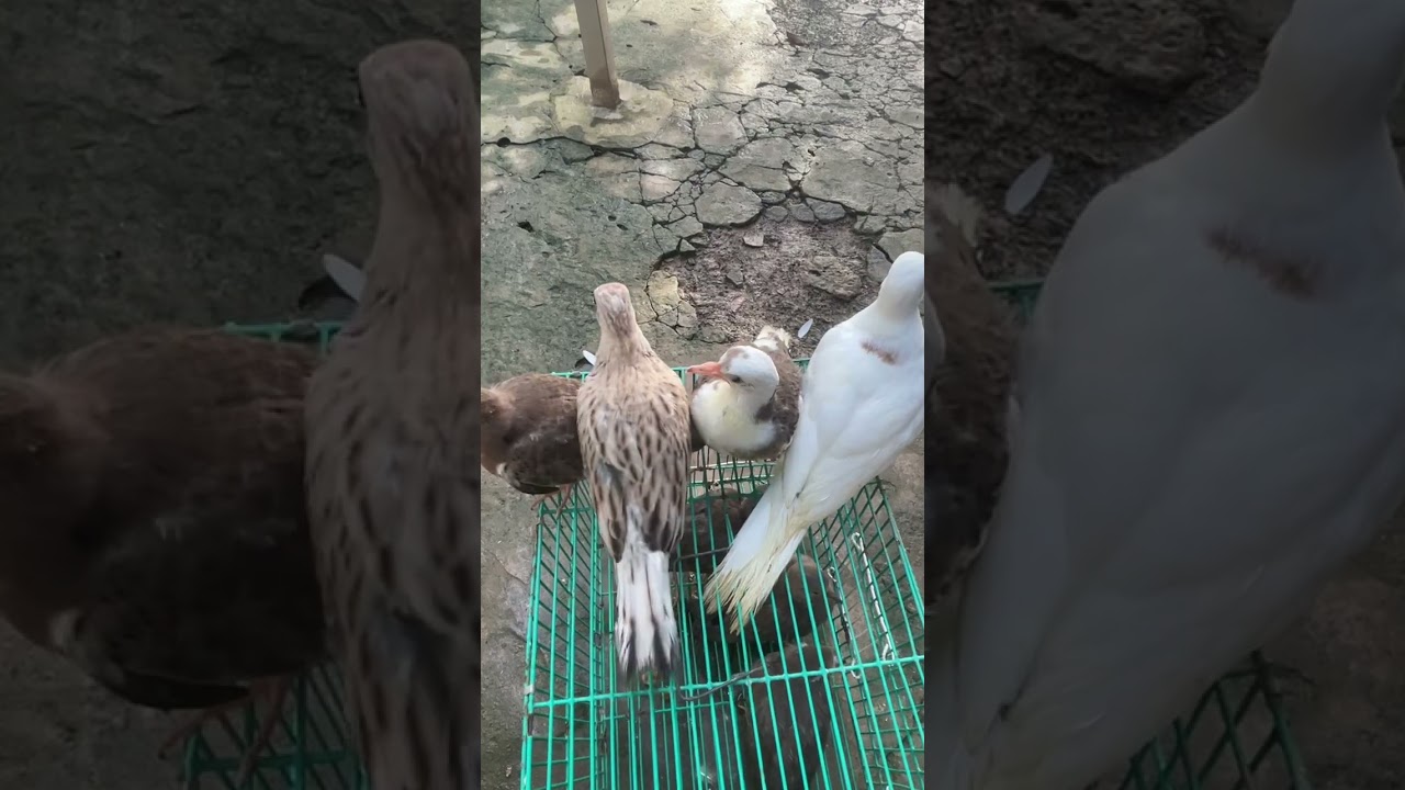 2 cặp 550 nhé ae Zalo (0917393912)Mến 