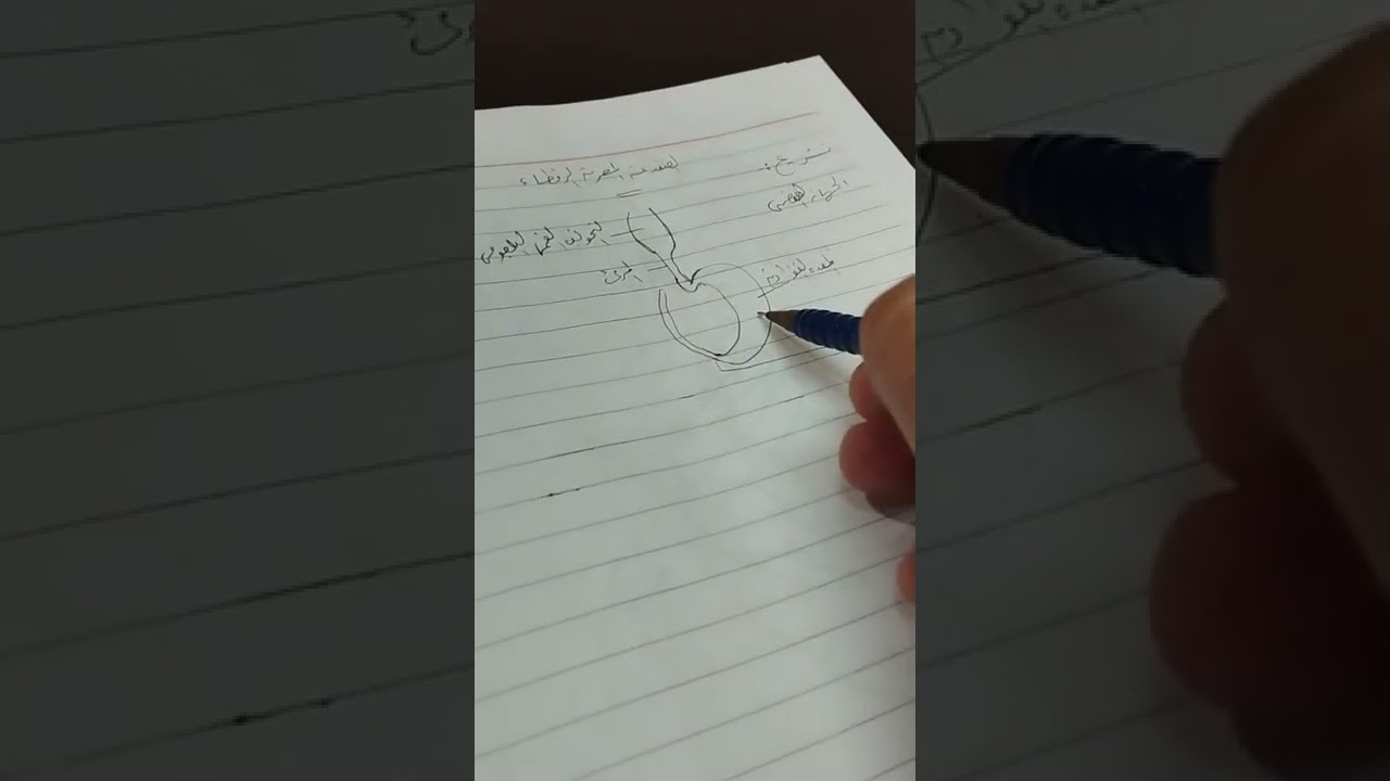 الجهاز الهضمى للضفدعه