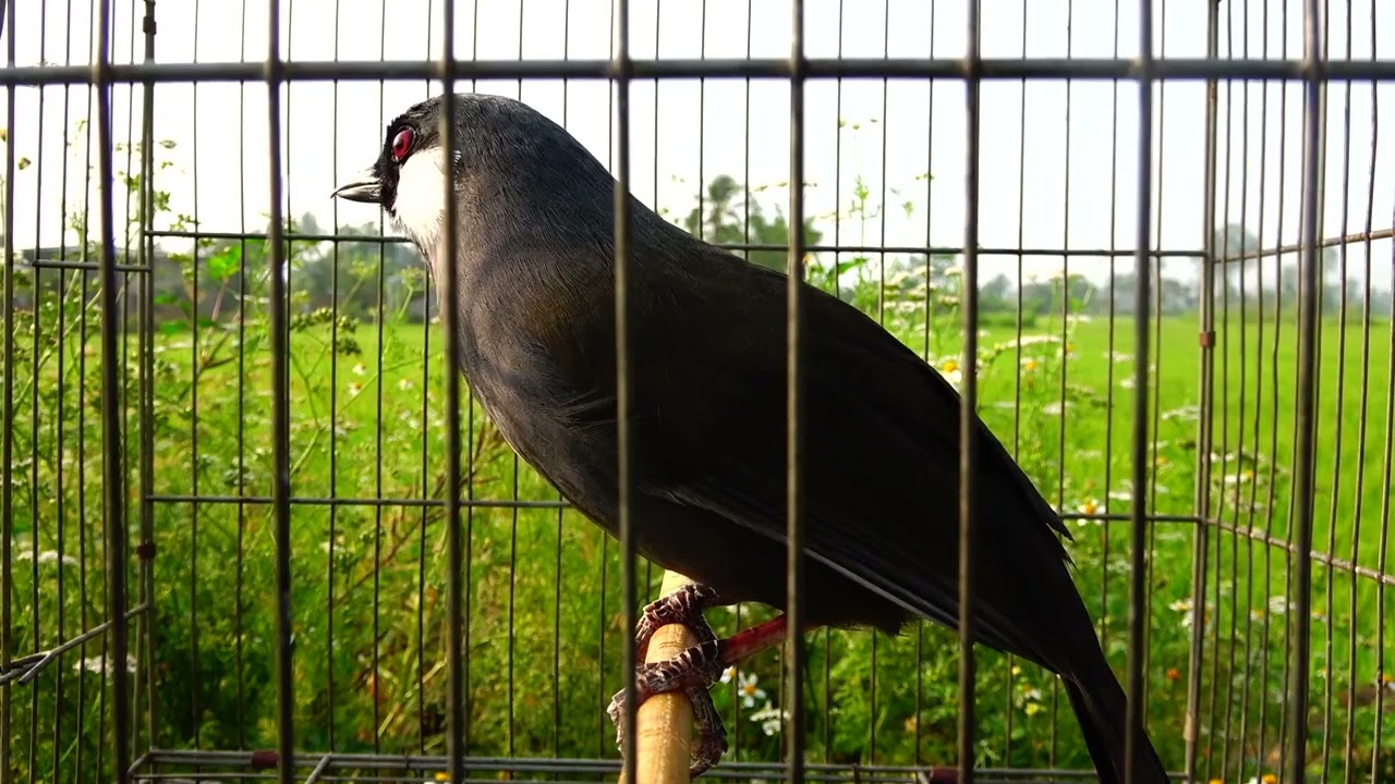 Khướu mái ro kích trống 100  căng lưa 25 phút . không tạp âm