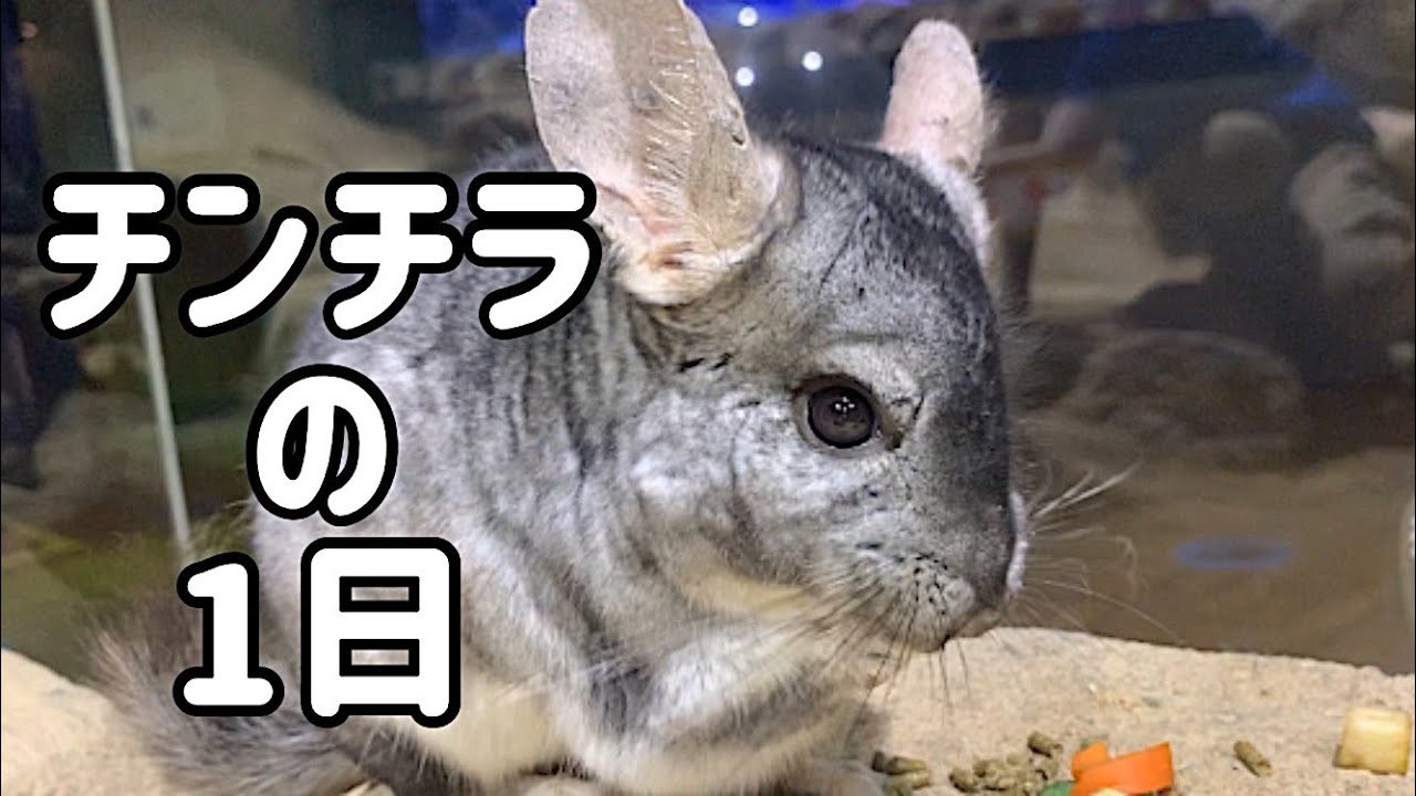 チンチラの１日【足立区生物園】