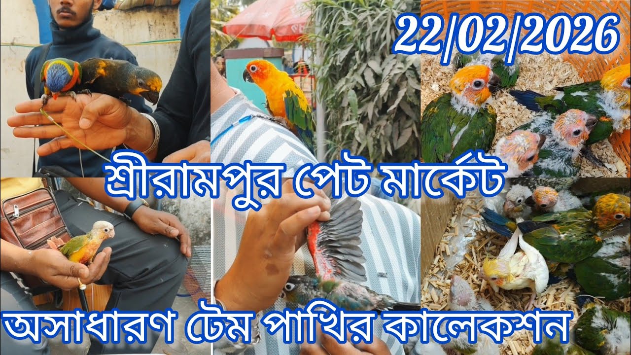 Today Shrirampur Pet Market 🦜 Exotic Birds at Cheapest Price 🐦 22/02/2026🦜 অসাধারণ টেম পাখির কালেকশন