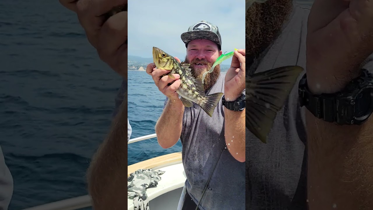 Fishing Calico bass Blam!