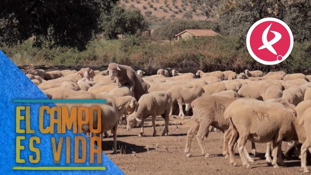 Comienza la época de cubrición para las ovejas de Chabeli | El campo es vida