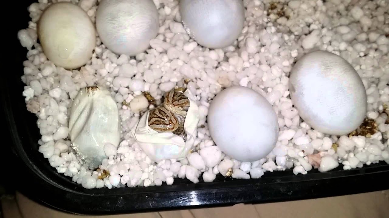 More Twins Hatching!!!!!!!