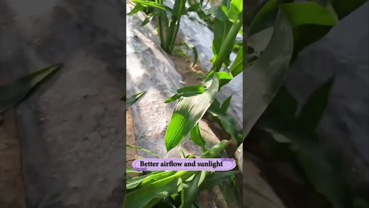 Removing suckers from corn plant for better production safe from disease 