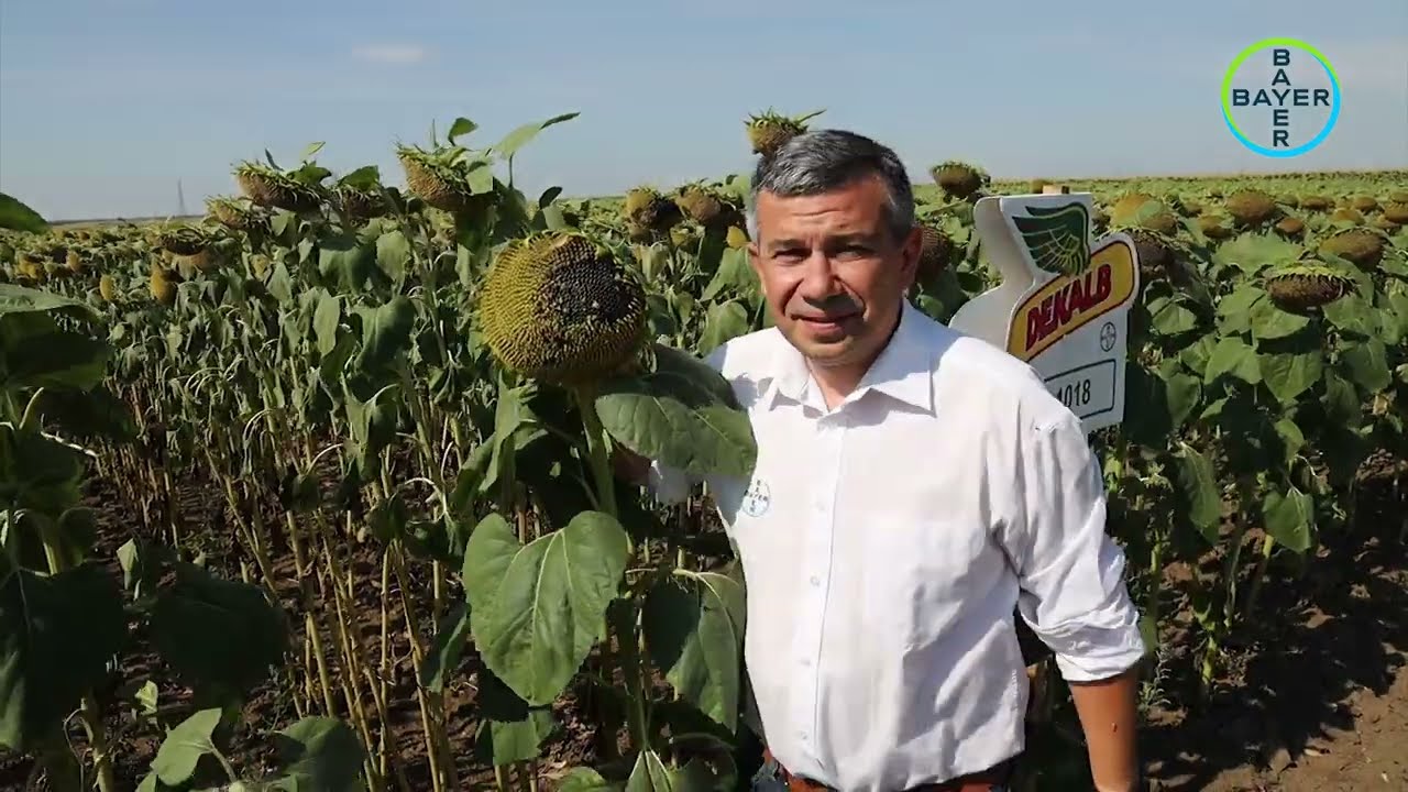 Хибриди слънчоглед DK1018 и DK Еленис