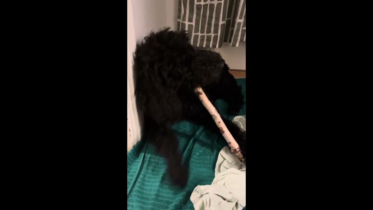 Bloggar-duon Nox-o-Kim har olika pinn-samlingar hemma #tankar  #hund 