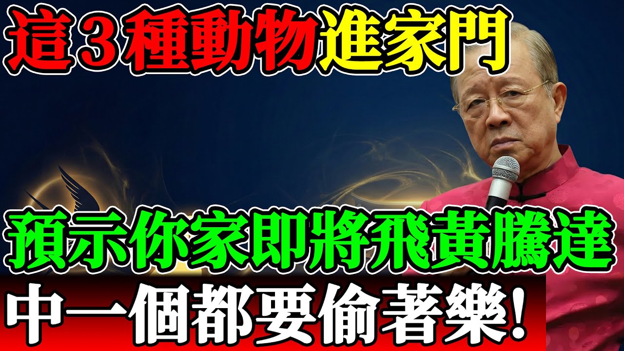 這3種動物進家門，預示你家即將飛黃騰達！中一個都要偷著樂！#曾仕強 #曾仕強教授 #易經智慧 #易經 #國學 #風水徵兆 #家裡進動物 #燕子築巢 #自來狗 #烏龜進家 #財運亨通 #家運昌隆