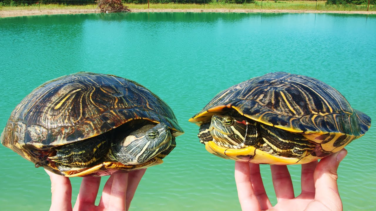 Moving the Turtles to Their New Ponds!