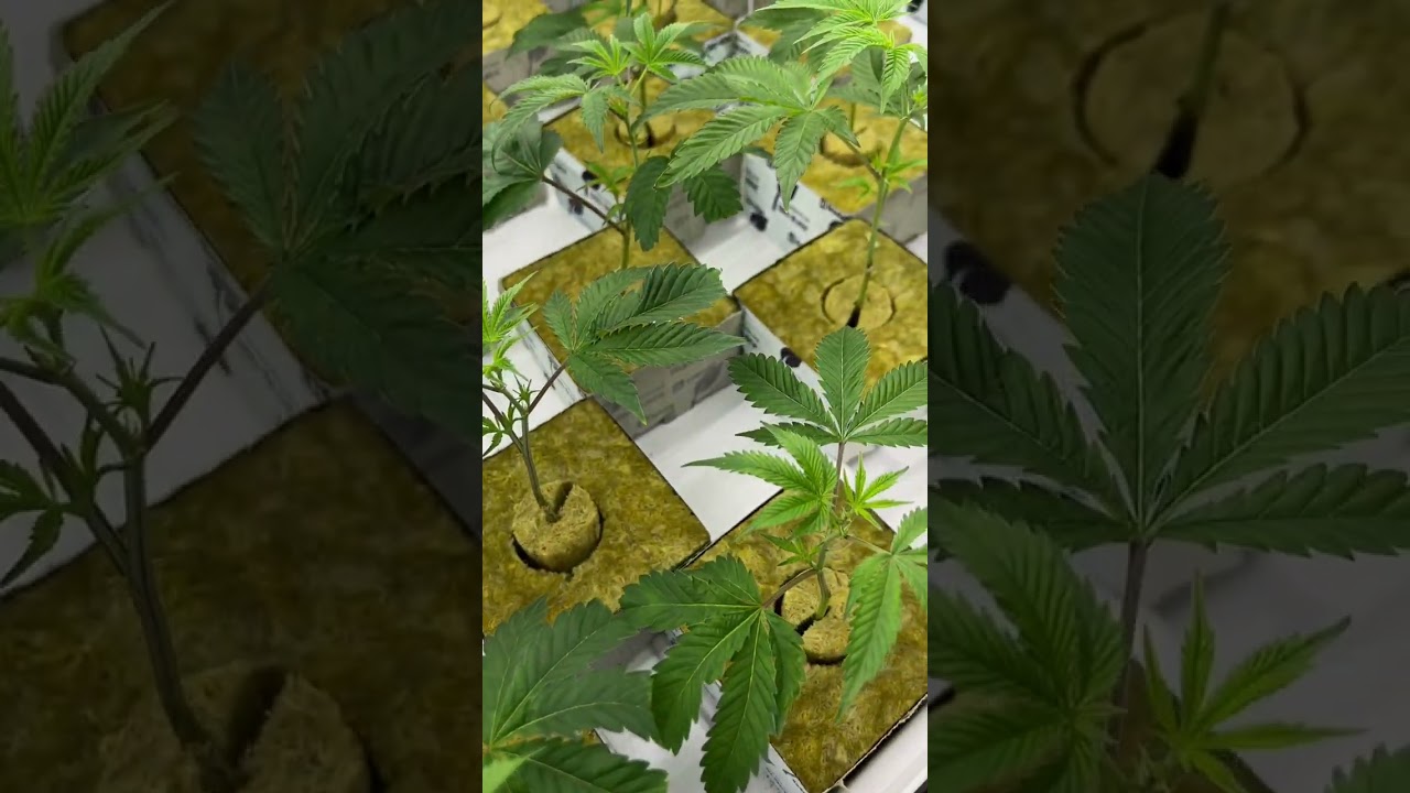 La magie du clonage 🌱