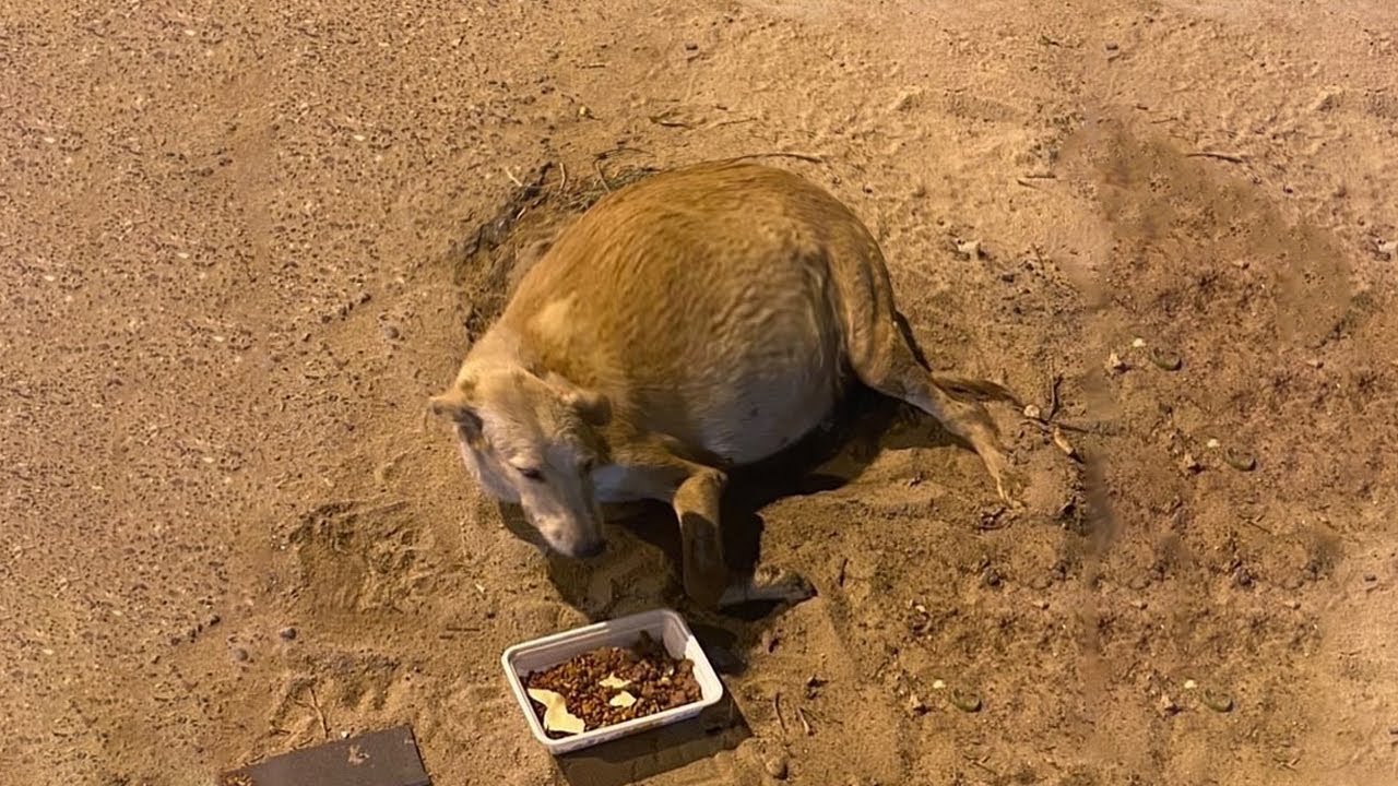 Pregnant Dog Mom Collapsed from Hunger, Begging Passersby for Help But No One Cared About Her