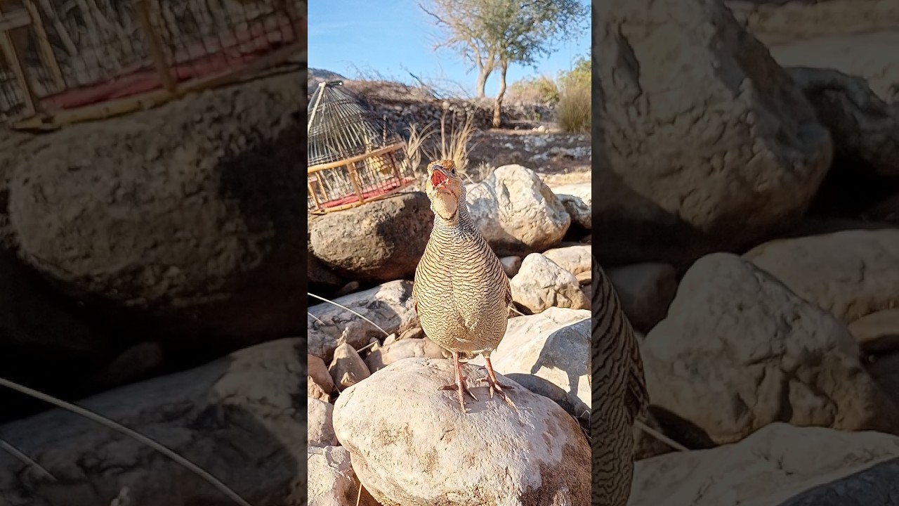 Teetar Ki Awaz | Gray Francolin Strong Call