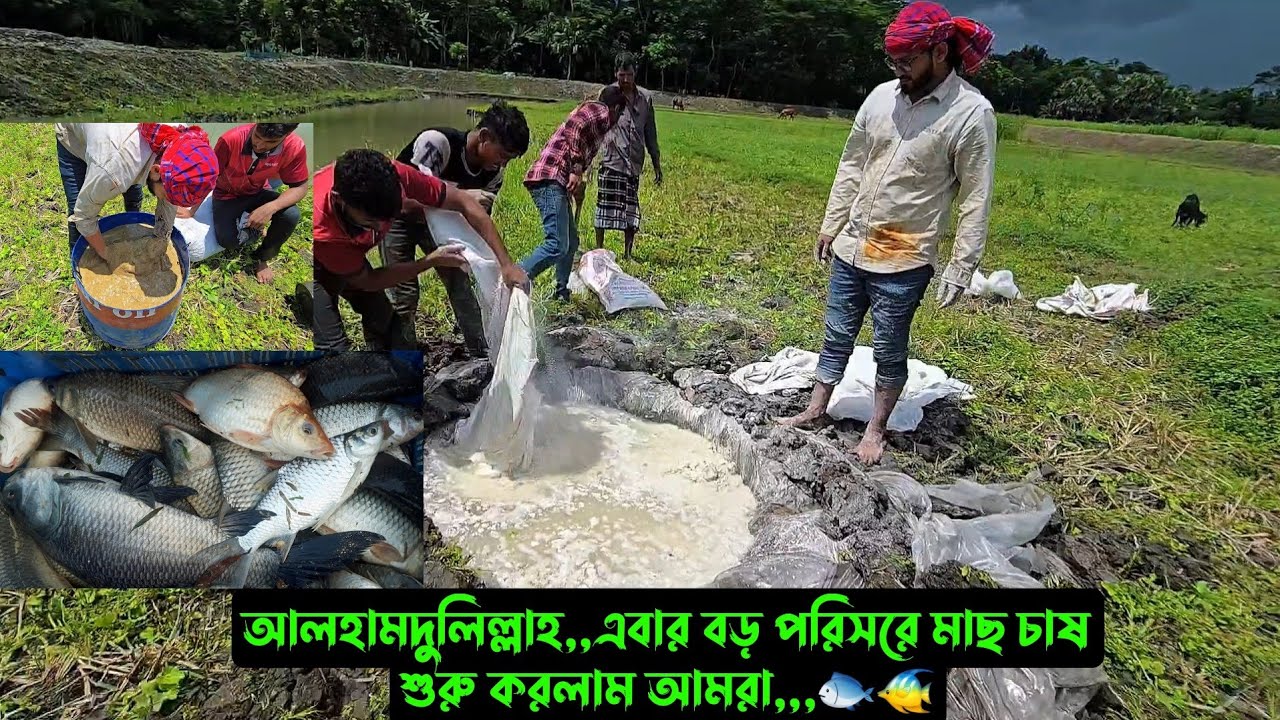 আলহামদুলিল্লাহ,,এবার বড় পরিসরে মাছ চাষ শুরু করলাম আমরা,,,🐟🐠