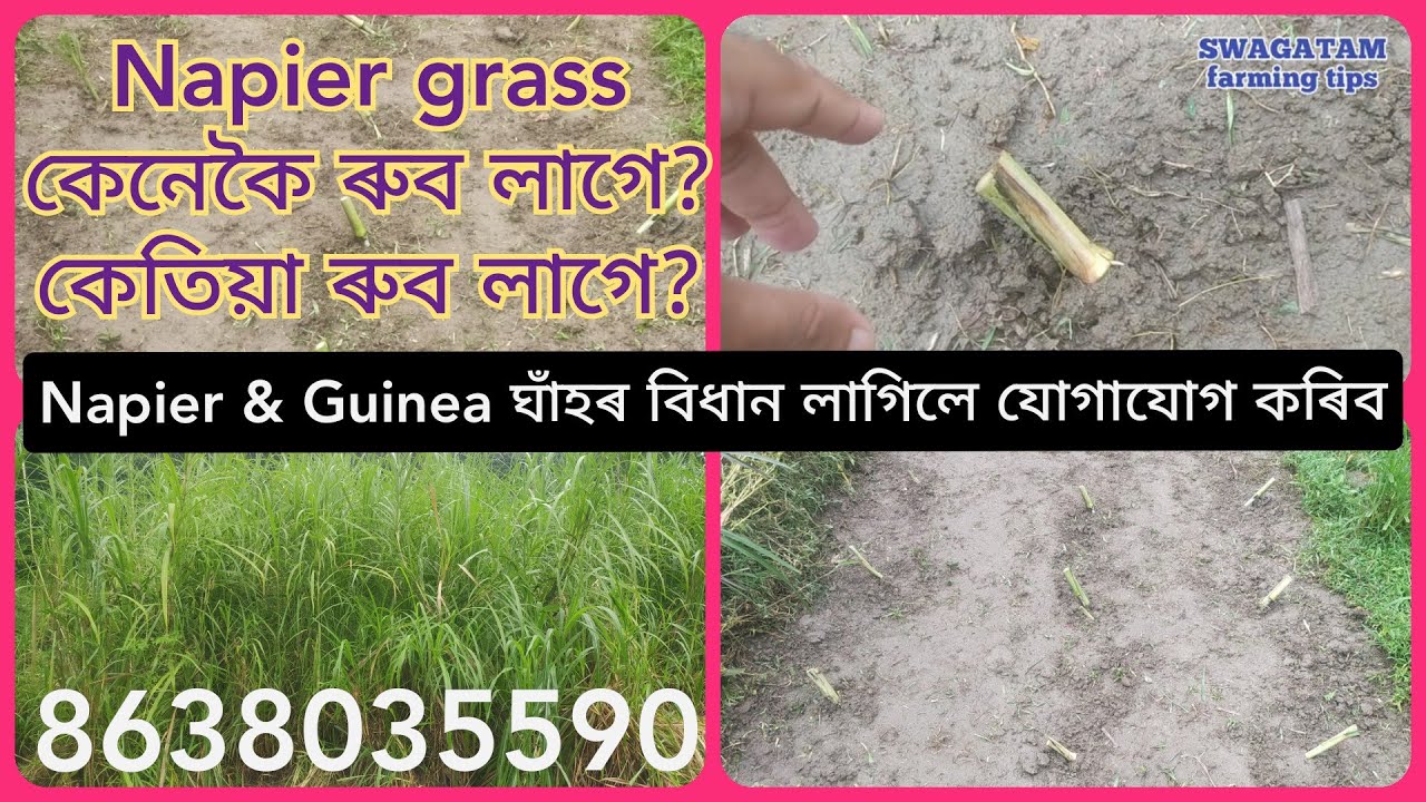 Grass for goat. 8638035590