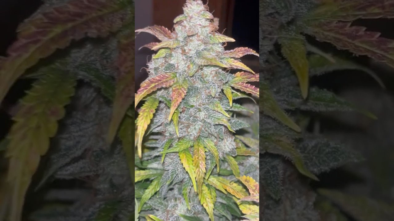 Gorilla glue  🦍by Night WOE🪴🤤❤️