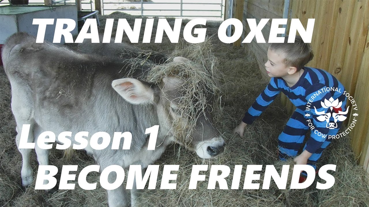 Training Oxen by Voice Commands Lesson 1 Become Friends