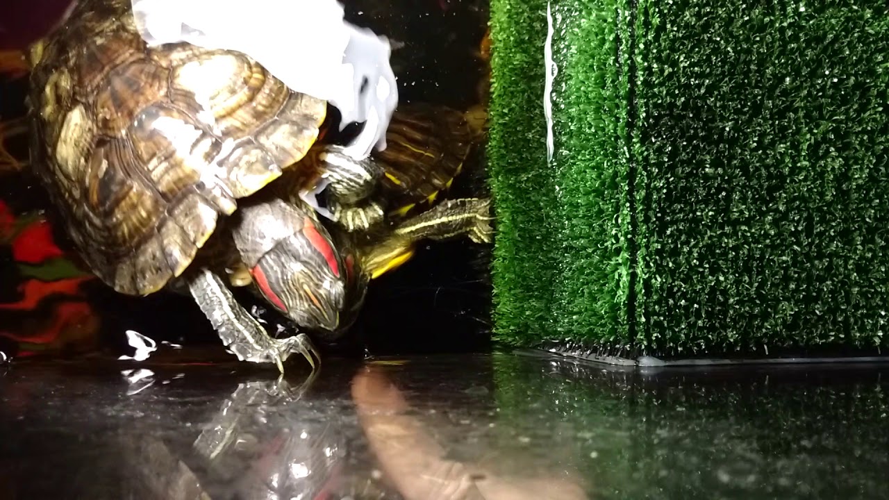 Грунт для пресноводных черепах!!!! От ,,А