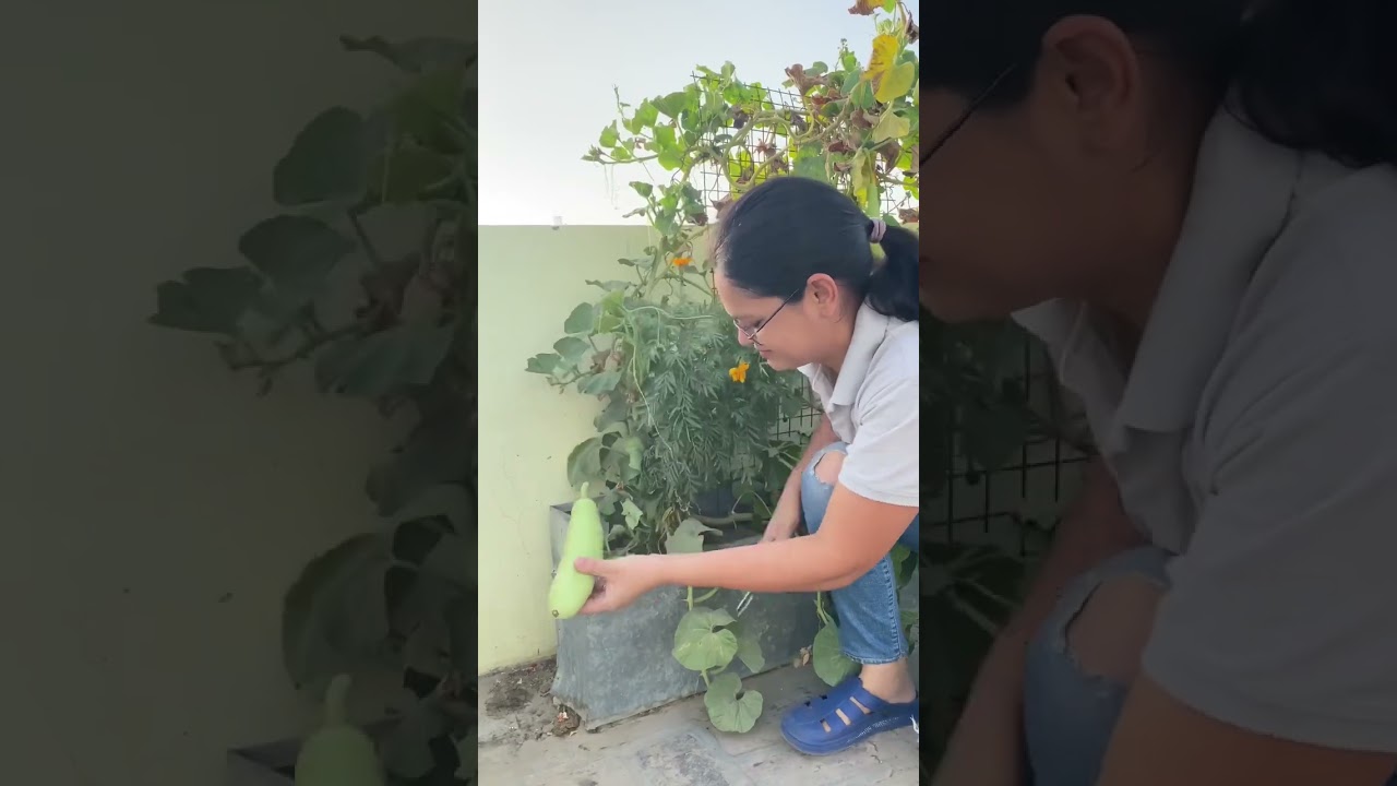 Summer vegetables I grew in my third floor terrace garden #bliss