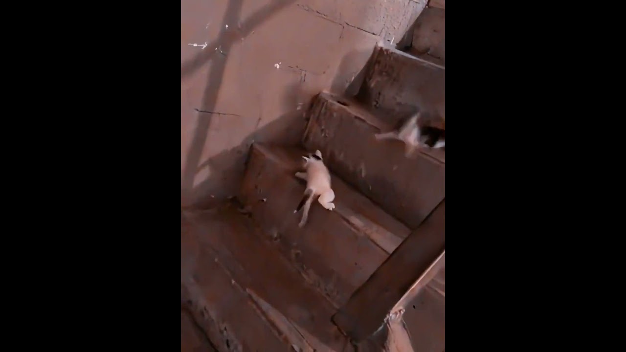 🙀 Tiny Kitten Tumbles Down Stairs 😭