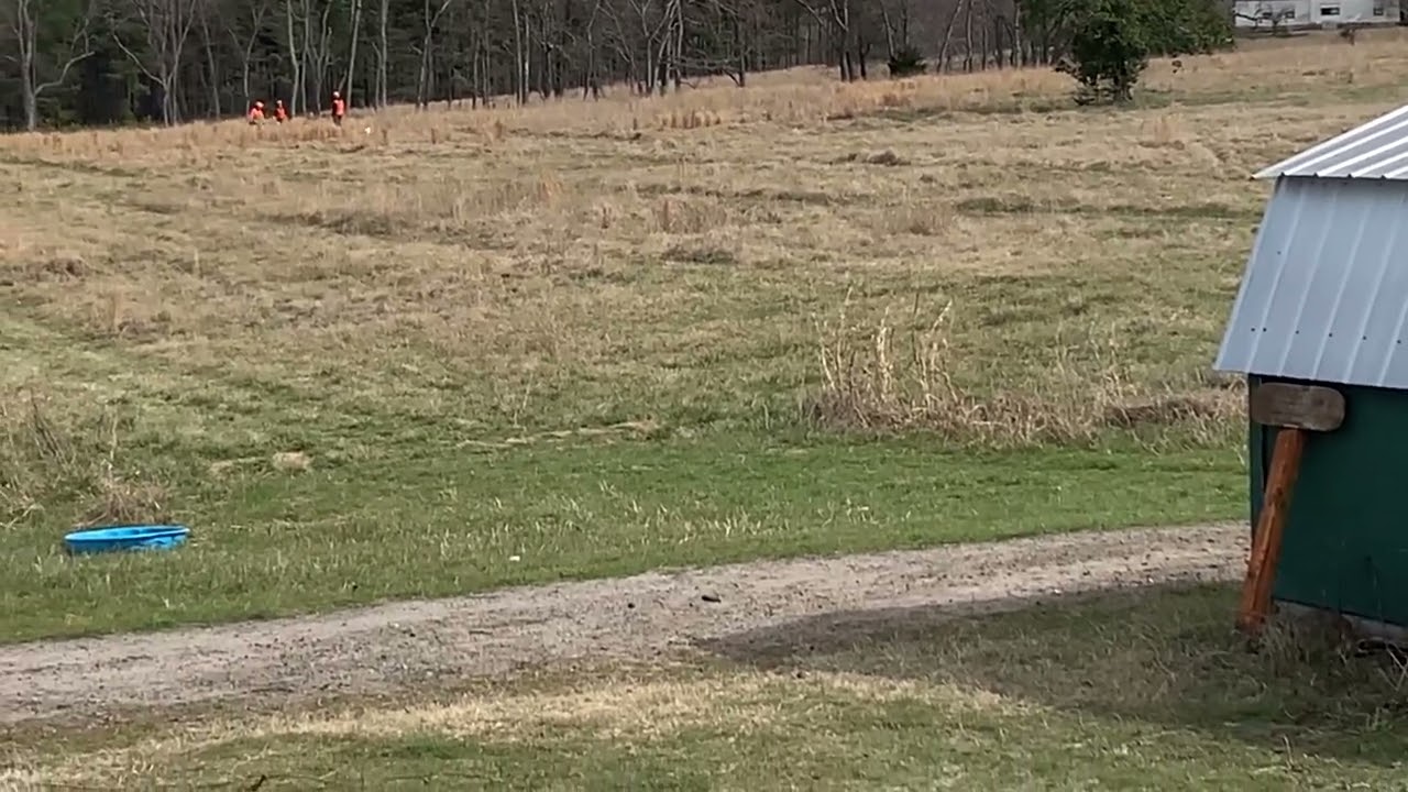 AKC bird dog Junior hunt test &ldquo;Bug and Thomas&rdquo;1361