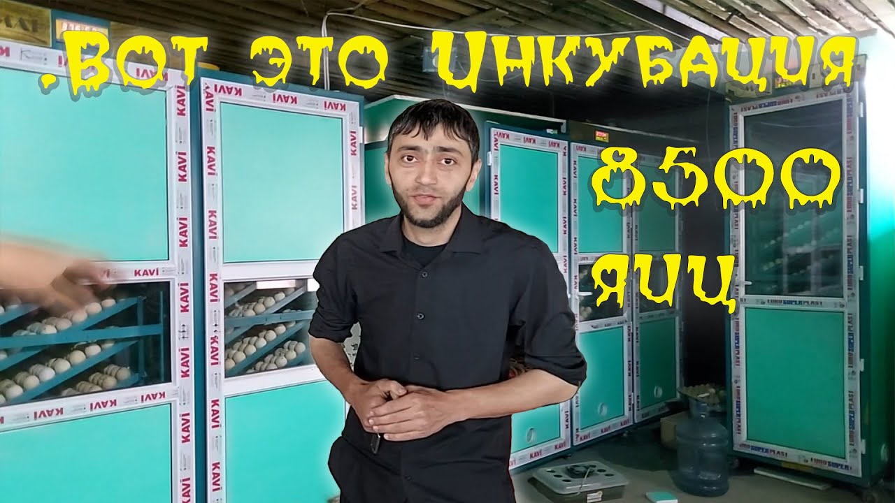 Закладка на 8500 яиц разной птицы