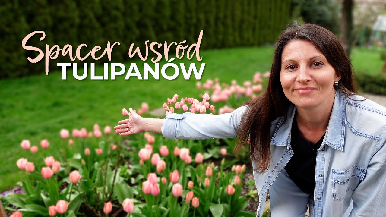 Spacer wśród tulipanów. Odmiany powtarzające kwitnienie.
