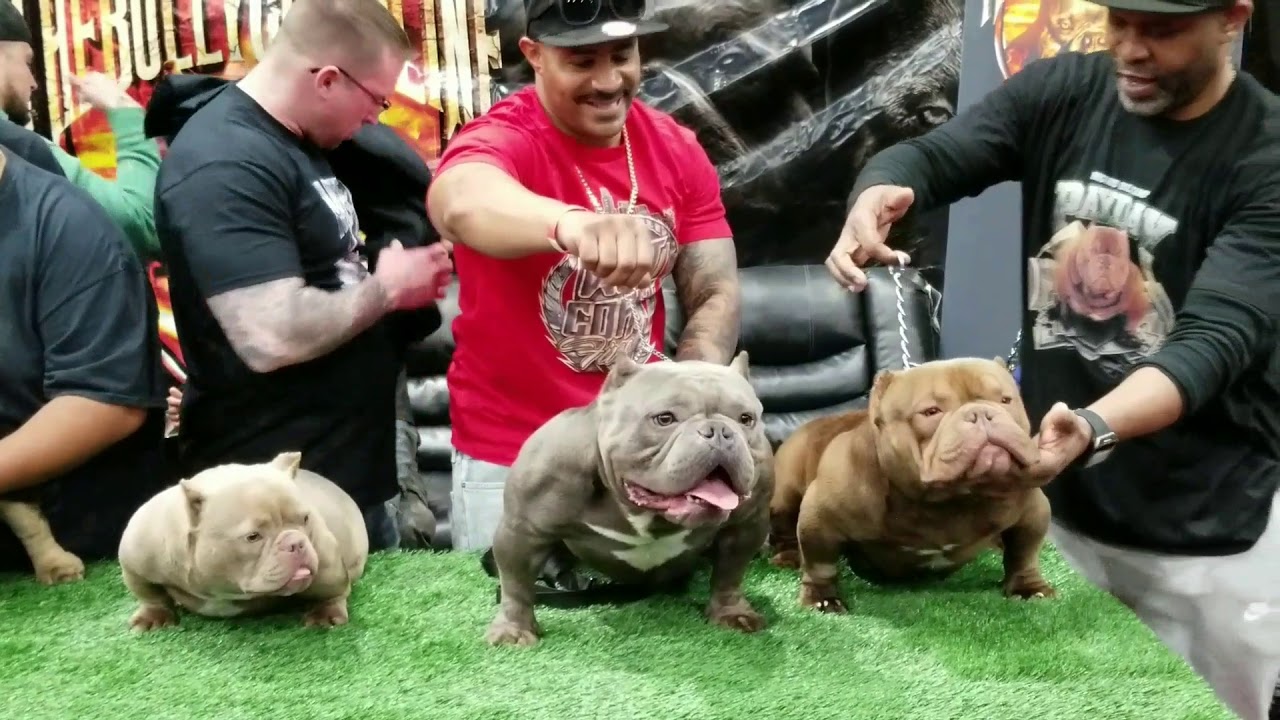 West Coast Bully Expo 3... 2.24.2018
