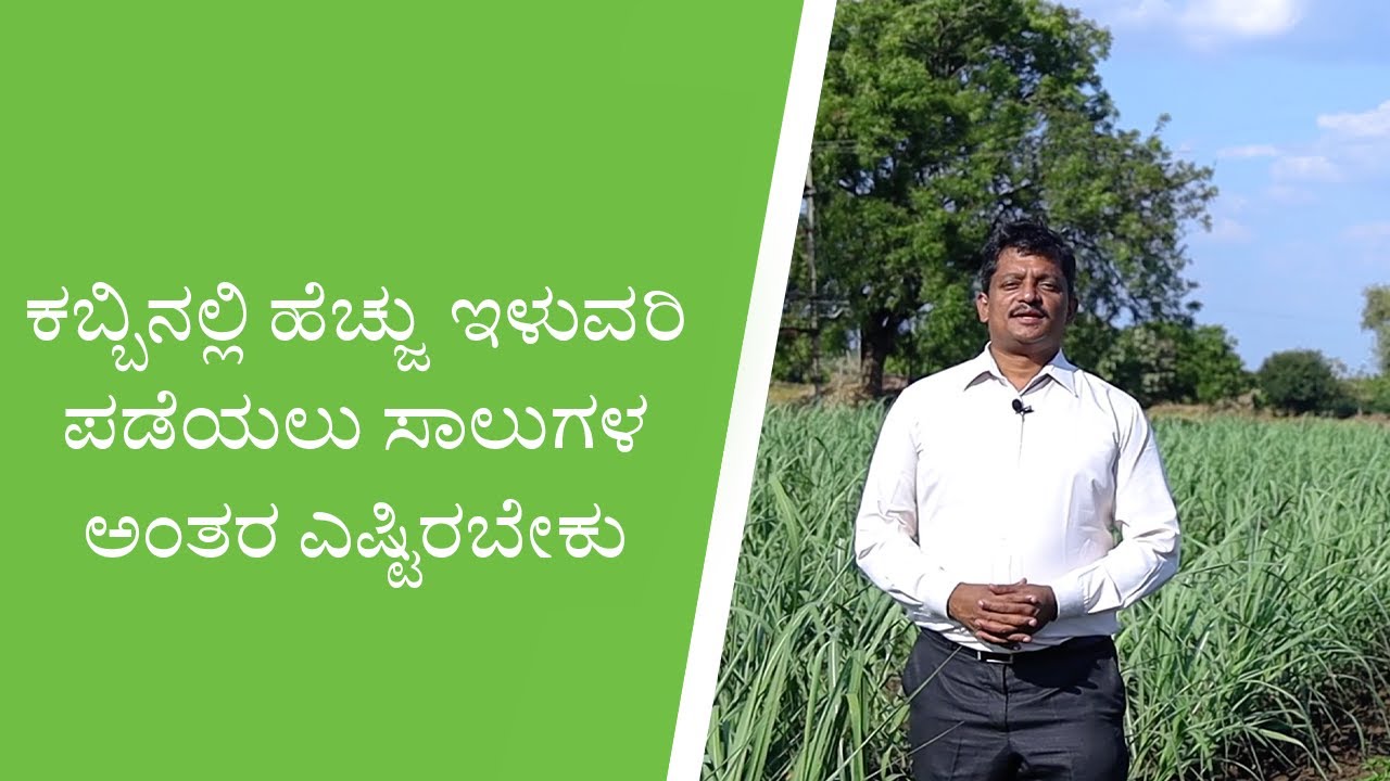 ಕಬ್ಬಿನಲ್ಲಿ ಹೆಚ್ಚು ಇಳುವರಿ ಪಡೆಯಲು ಸಾಲು ಅಂತರ ಎಷ್ಟಿರಬೇಕು Importance of spacing in sugarcane  