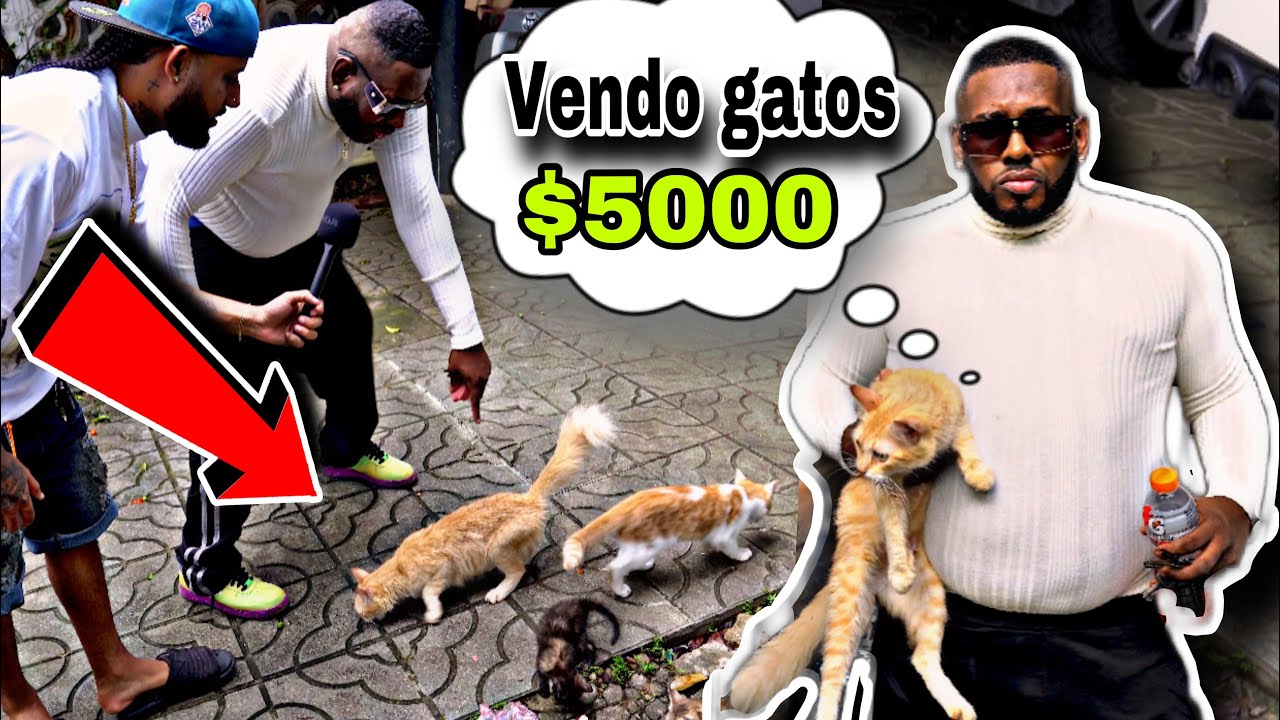 ENCUENTRO A MR BLACK LA FAMA VENDIENDO GATO PARA PODER SOBREVIVIR TE VAS A MORIR DE LA RISA