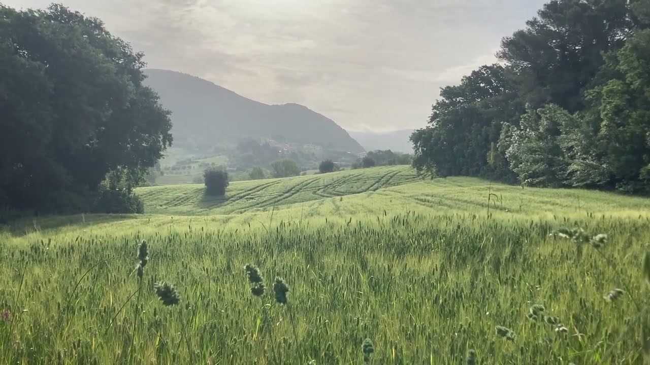 SPRING Tuscan field 1 min 1 shot ASMR morning birds