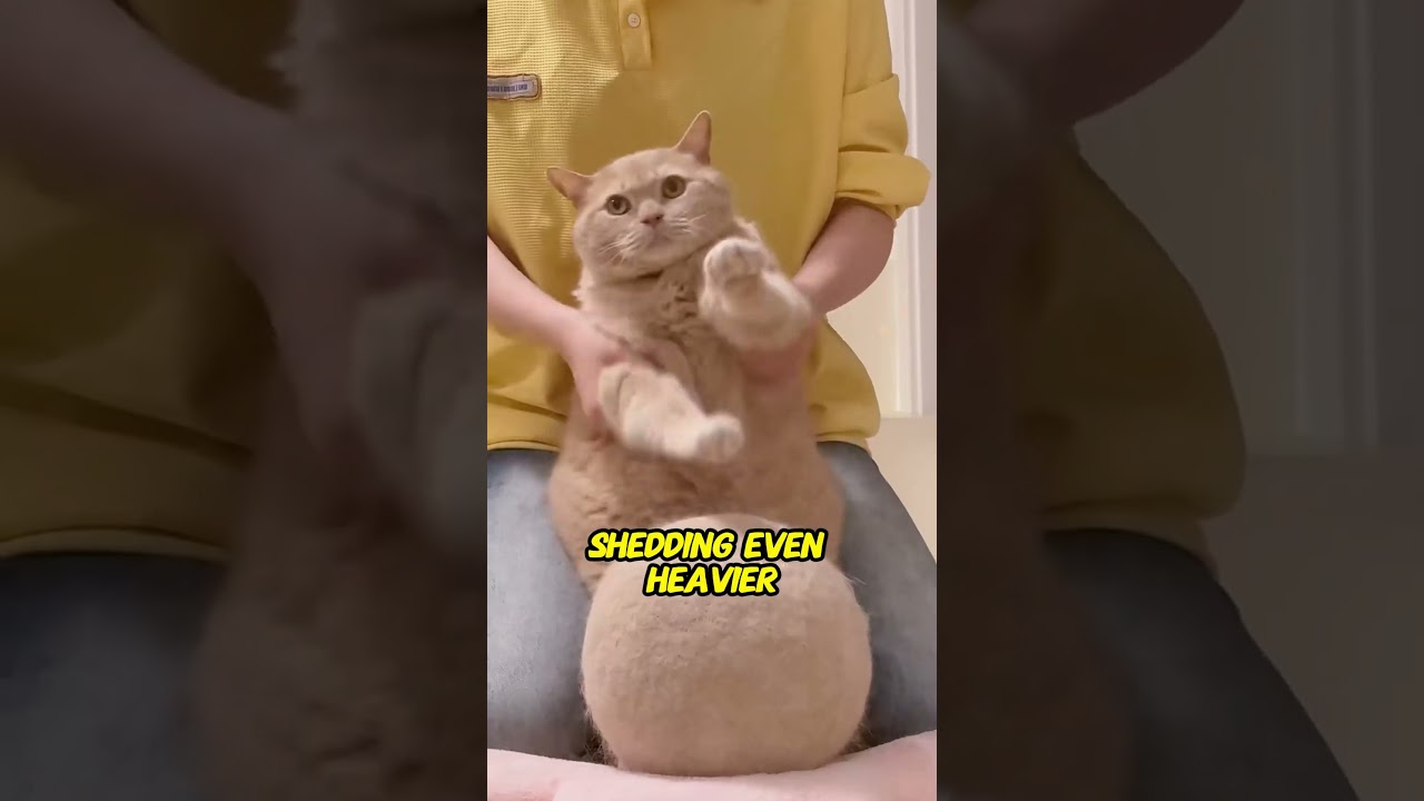 Why Is Your Cat Shedding So Much? | The Truth About Cat Fur Loss