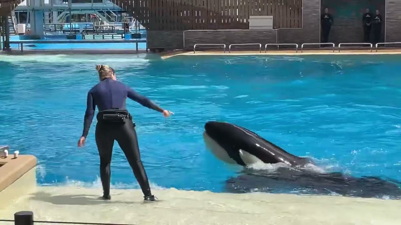 Sea World Orca Encounter 2025