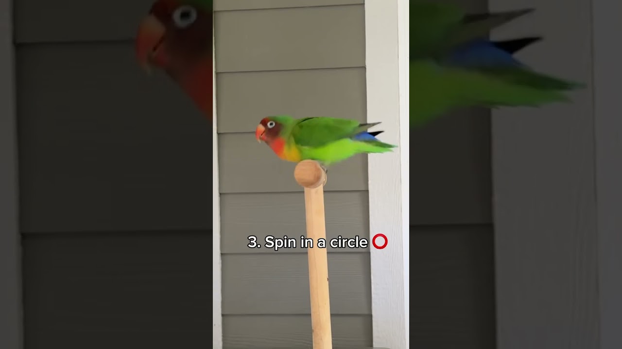 My Lovebird is so SMART 🤓 | Tricks My Lovebird Knows
