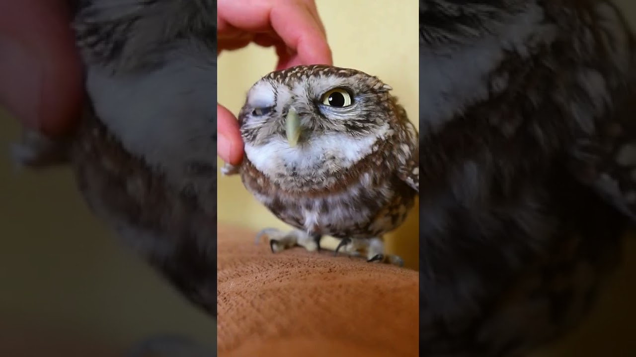 Cute 😍 Baby Owl 🦉 Massage