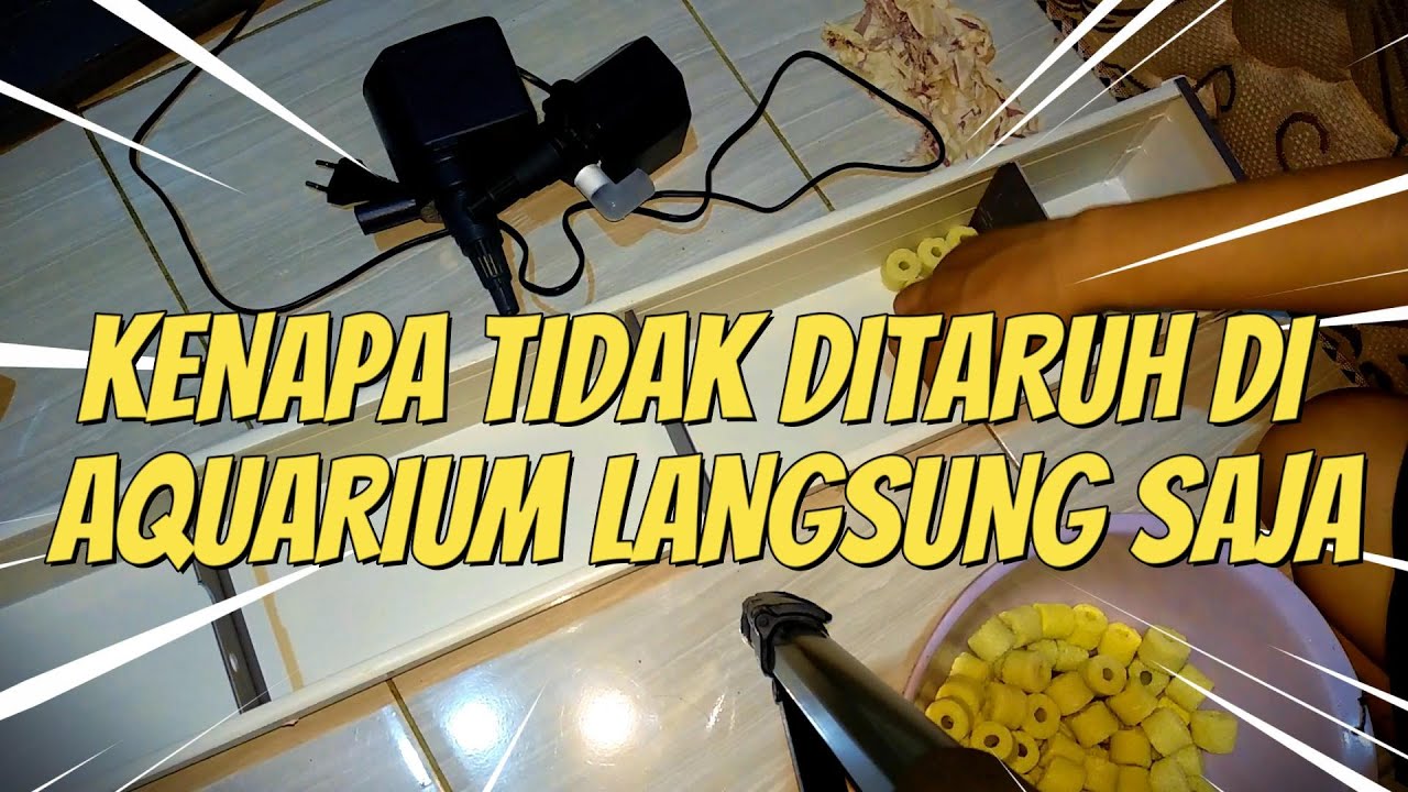 Kenapa Media Filter Aquarium Harus Ditaruh di Wadah Khusus? Kenapa Tidak Langsung Saja di Aquarium